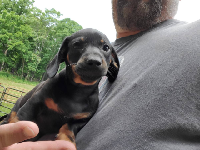 2 mini dachshund puppies looking for a great home in