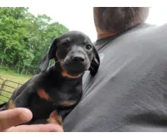 2 mini dachshund puppies looking for a great home - 4