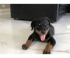 Fully AKC Registered Rottweiler Puppy for Sale