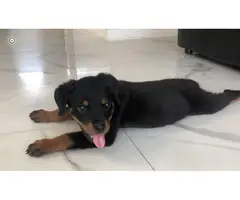 Fully AKC Registered Rottweiler Puppy for Sale - 2