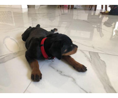 Fully AKC Registered Rottweiler Puppy for Sale