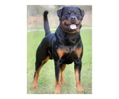 Fully AKC Registered Rottweiler Puppy for Sale - 5