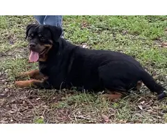 Fully AKC Registered Rottweiler Puppy for Sale - 7