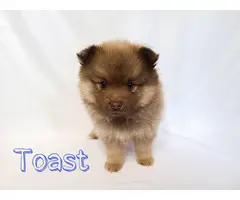 Full breed Pomeranian puppies for sale