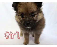 Full breed Pomeranian puppies for sale - 3