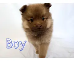Full breed Pomeranian puppies for sale - 4