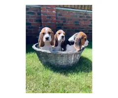5 top quality cute female AKC beagle puppies