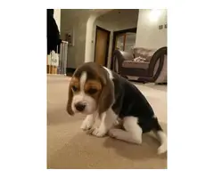 5 top quality cute female AKC beagle puppies - 2