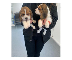 akc