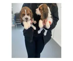 5 top quality cute female AKC beagle puppies - 4