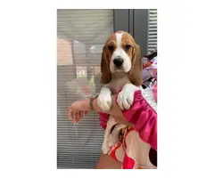 5 top quality cute female AKC beagle puppies - 5