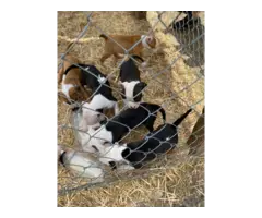 7 Male American Pit Bull Puppies for Sale