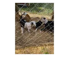 7 Male American Pit Bull Puppies for Sale - 2