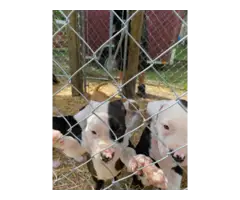 7 Male American Pit Bull Puppies for Sale - 3