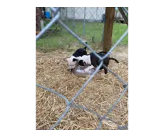 7 Male American Pit Bull Puppies for Sale - 4