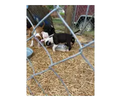 7 Male American Pit Bull Puppies for Sale - 5