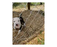 7 Male American Pit Bull Puppies for Sale - 6