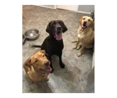 Yellow and black AKC Lab puppies for sale
