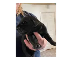 Yellow and black AKC Lab puppies for sale - 2