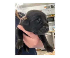 Yellow and black AKC Lab puppies for sale - 3