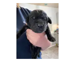 Yellow and black AKC Lab puppies for sale - 5