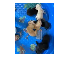 Yellow and black AKC Lab puppies for sale - 6