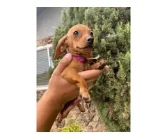 Beautiful 2 months old Doxie puppies for sale