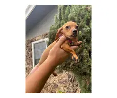 Beautiful 2 months old Doxie puppies for sale - 2