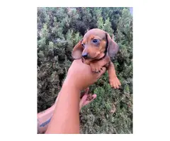 Beautiful 2 months old Doxie puppies for sale - 3