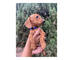 Beautiful 2 months old Doxie puppies for sale - 4