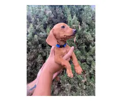 Beautiful 2 months old Doxie puppies for sale - 5