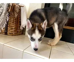 2 GORGEOUS HUSKY PUPPIES 2GIRLS AND 2BOYS AVAILABLE NOW - 2