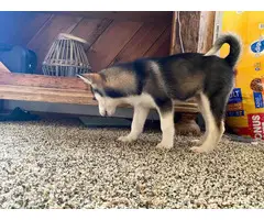 2 GORGEOUS HUSKY PUPPIES 2GIRLS AND 2BOYS AVAILABLE NOW - 3