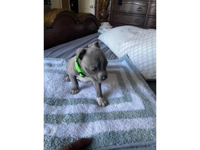 Staffy bull terrier puppies for sale Phoenix - Puppies for Sale Near Me