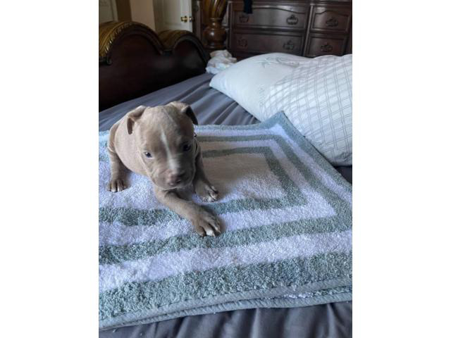 Staffy bull terrier puppies for sale Phoenix - Puppies for Sale Near Me