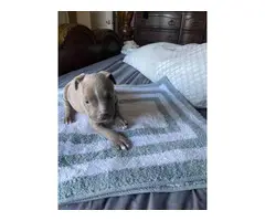Staffy bull terrier puppies for sale