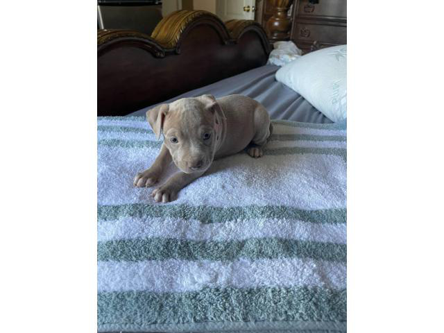 Staffy Bull Terrier Puppies For Sale Phoenix - Puppies For Sale Near Me