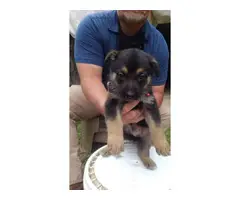 2 Akc full blooded German Shepherd puppies 1 male and 1 female