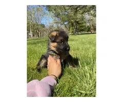 2 Akc full blooded German Shepherd puppies 1 male and 1 female - 2
