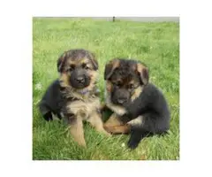 2 Akc full blooded German Shepherd puppies 1 male and 1 female - 3