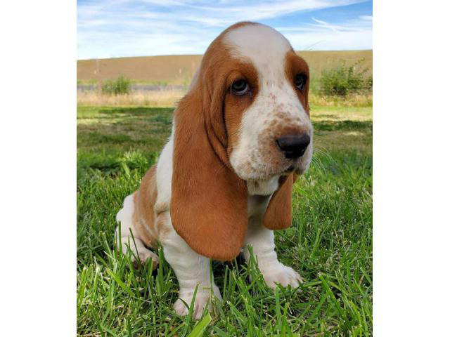 Lemon Tri Basset Hound Puppies Los Angeles - Puppies For Sale Near Me