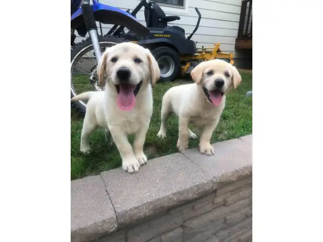 3 Yellow Lab Puppies Available - 1/10