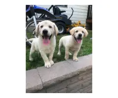 3 Yellow Lab Puppies Available