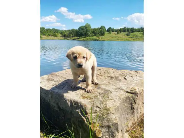3 Yellow Lab Puppies Available - 2/10