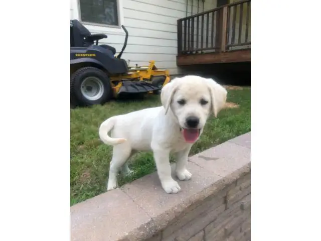 3 Yellow Lab Puppies Available - 3/10