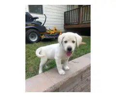 3 Yellow Lab Puppies Available - 3