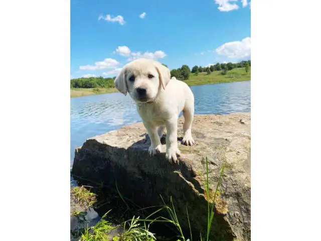 3 Yellow Lab Puppies Available - 4/10
