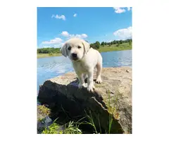 3 Yellow Lab Puppies Available - 4