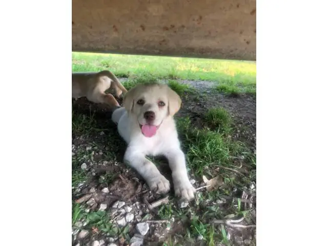 3 Yellow Lab Puppies Available - 5/10