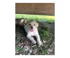 3 Yellow Lab Puppies Available - 5